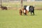 A black and white Lakenvelder cow with two brown calves, is grazing in a green Dutch meadow