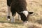 Black and white lamb grazing