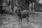 Black and white landscape photo of Brahman cow in front of a ruin.  Northwest, South Africa. ca