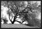 Black and white landscape of Vachellia nilotica and acacia tree or gum Arabic oases from Egypt and the New Valley at sunset