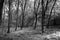 Black and white landscape. Wild forest with mystical lawns and trails