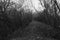 Black and white landscape. Wild forest with mystical lawns and trails