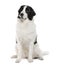 Black and white Landseer dog, sitting