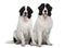 Black and white Landseer dogs, sitting