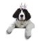 Black and white Lanseer puppy dog on white background