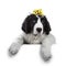 Black and white Lanseer puppy dog on white background