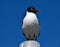 Black and white laughing gull