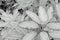 Black and white leaves pattern of Dumb Cane foliage in garden,leaf exotic tropical