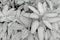 Black and white leaves pattern of Dumb Cane foliage in garden,leaf exotic tropical