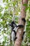 Black and white Lemur Indri