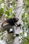 Black and white Lemur Indri on tree