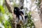 Black and white Lemur Indri on tree