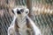 A black and white lemur looking up, strepsirrhine nocturnal primates