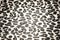 Black white Leopard print vintage banner