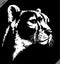 Black and white linear paint draw cheetah illustration art