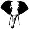 Black and white linear paint draw elephant illustration