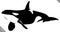Black and white linear paint draw killer whale illustration