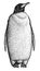 Black and white linear paint draw penguin illustration