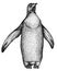 Black and white linear paint draw penguin illustration