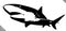 Black and white linear paint draw shark illustration