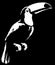 Black and white linear paint draw Toucan illustration art