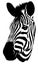 Black and white linear paint draw zebra illustration