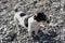 Black and white little English hunting breed of dog walking on pebble beach and breathing in fresh air. Smooth haired Jack Russell