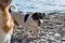 Black and white little English hunting breed of dog walking on pebble beach and breathing in fresh air. Smooth haired Jack Russell