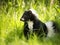 Black and white little skunk sitting in green grass on a sunny day. Made with Generative AI