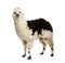 Black and white llama standing, isolated