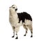 Black and white llama standing, isolated