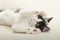 Black and white long hair fluffy kitten laying on white blanket playing with white pearls