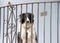 Black and white long haired dog sitting on a porch looking out through bars of railing