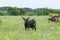 Black and White Longhorn Cow Standing in Pasture