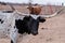 Black and white longhorn standing in a pen