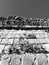 A black and white look at an iguana atop a pyramid in ChichÃ©n ItzÃ¡ - MEXICO