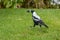 Black And White Magpie