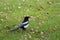 Black and white Magpie on the ground