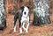 Black and White male Bulldog Pitbull dog outside on leash