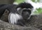 Black and White Mantled Guereza Monkey Laying on a Tree