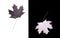 Black and white maple leaves, symmetry