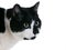 Black and white mature attentive cat