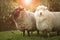 Black and white merino sheep in rural farm new zealand