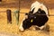 black-white milch cow eats hay behind barrier outdoors