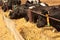 Black-white milch cows eat hay behind barrier outdoors