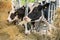 Black an white milk cows in a stable eating organic hay at dairy farm