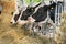 Black an white milk cows in a stable eating organic hay at dairy farm