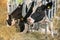 Black an white milk cows in a stable eating organic hay at dairy farm