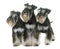 Black and white miniature schnauzers