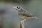 Black and white mix with brown feathers in camouflage bird perching on thin branch, white-throated rock thrush